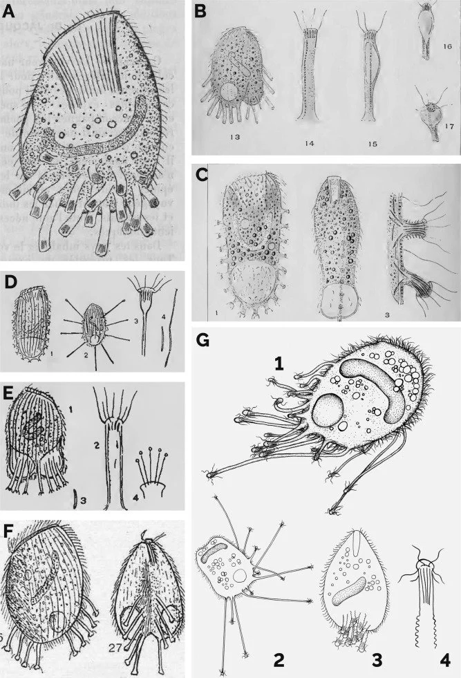 The Extraordinarily Rare Ciliate Legendrea loyezae Fauré-Fremiet, 1908 (Haptoria, Ciliophora)