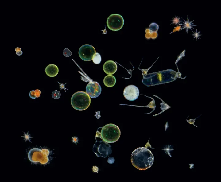 Protists-mix-Atlantic-CS.jpg.webp