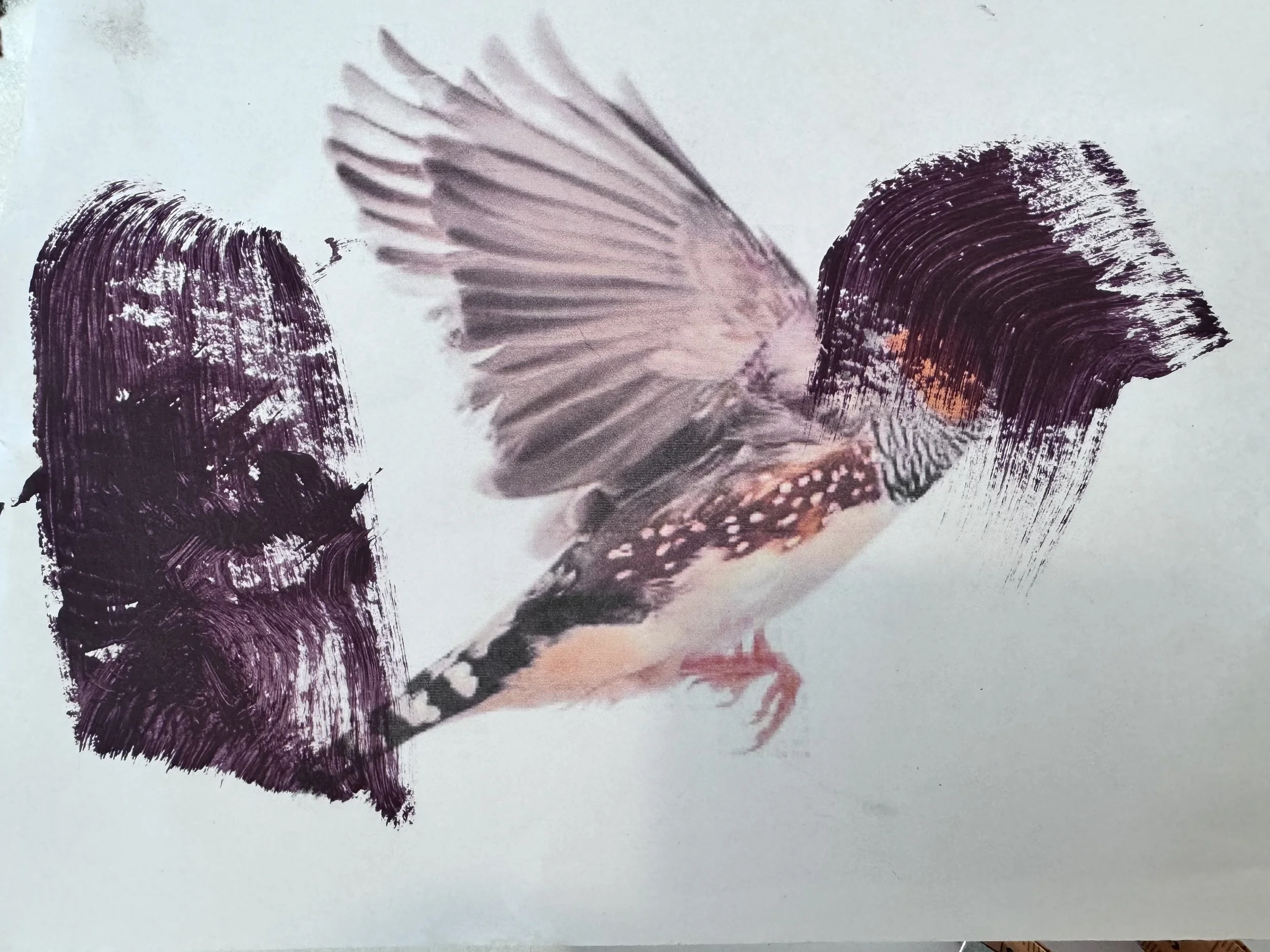 Zebra Finch Workshop-Charlotte Haywood.jpg