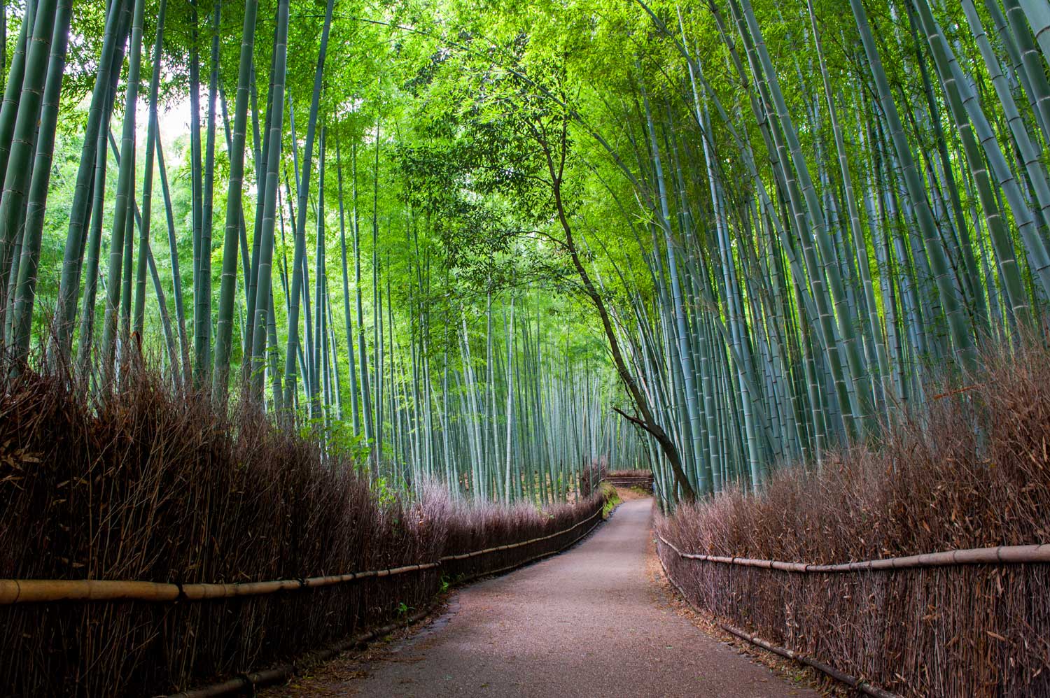  Arashiyama, Japan 