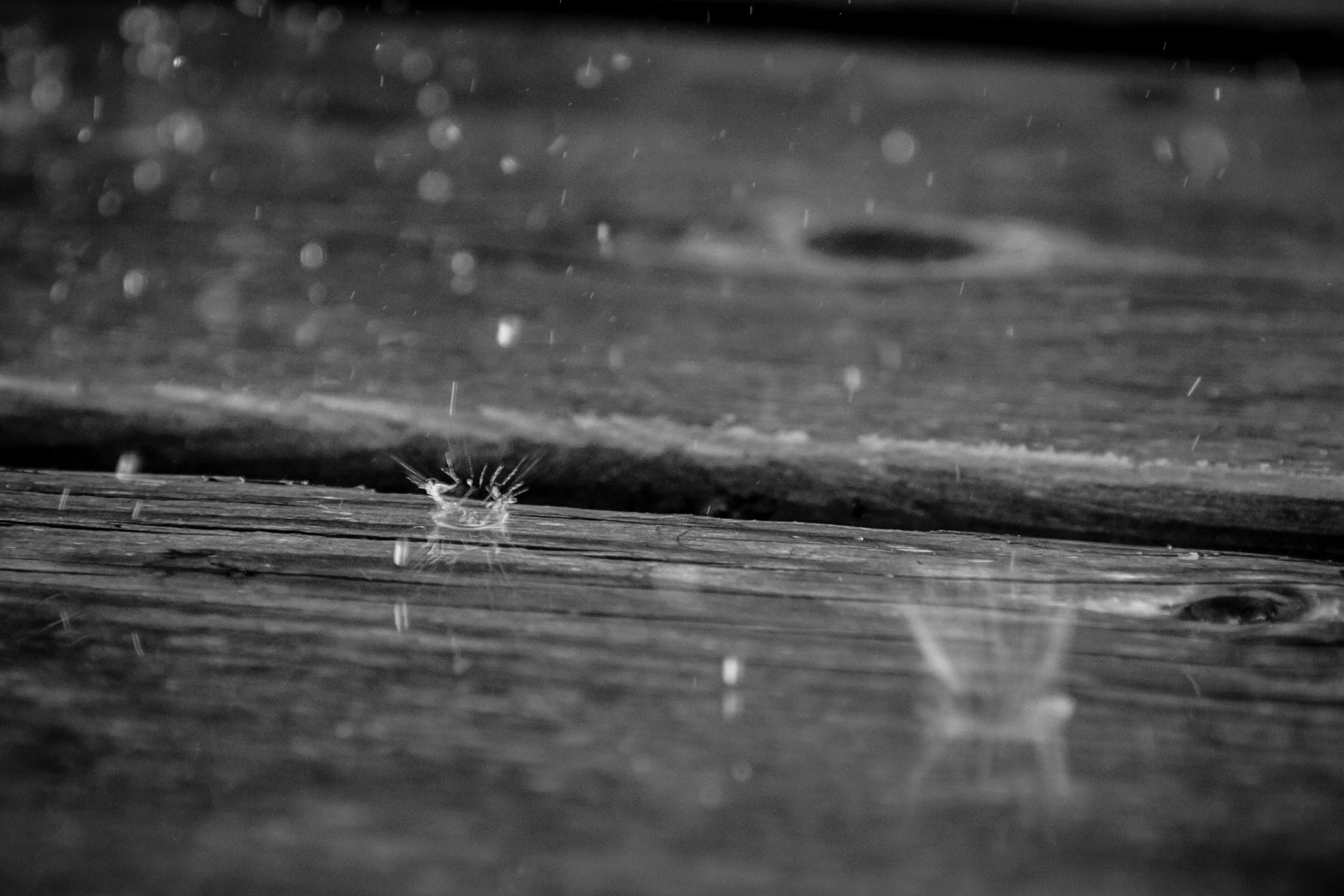 _MG_9557.jpg