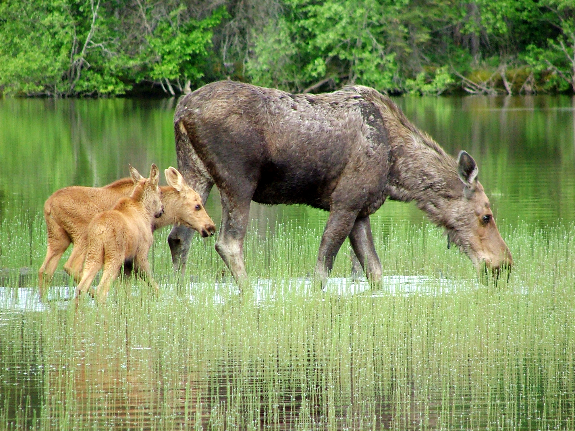 moose.jpg