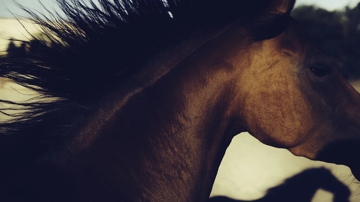 Three Rivers Horse Training