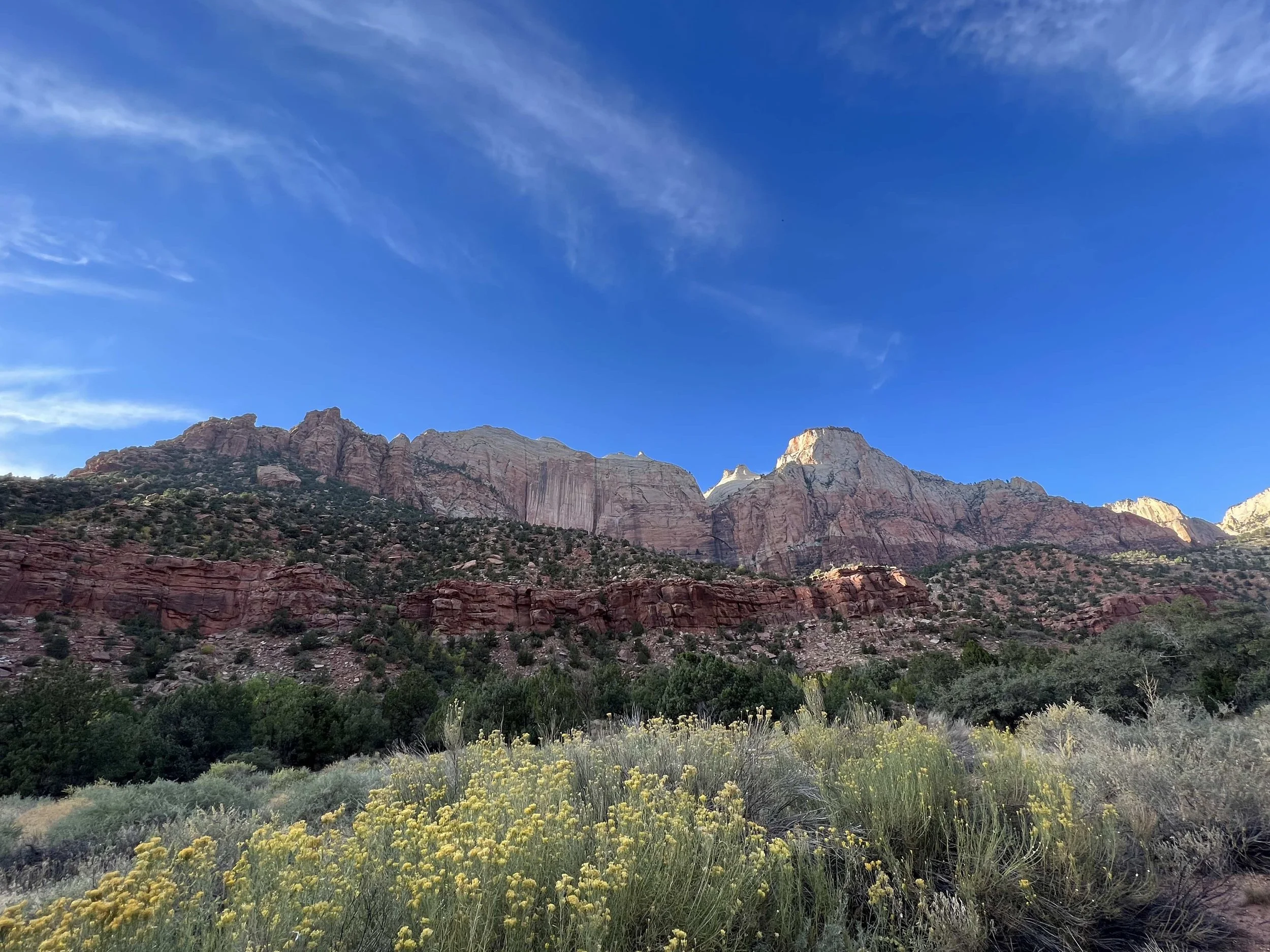 zion landscape flowers.jpg