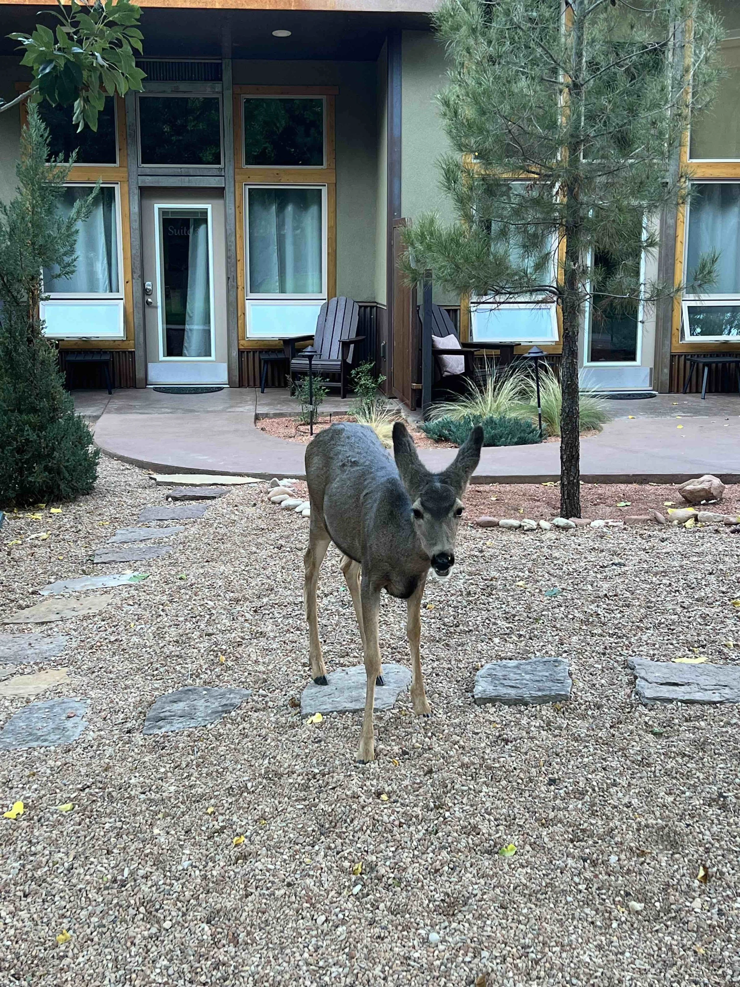 namastay deer.jpg