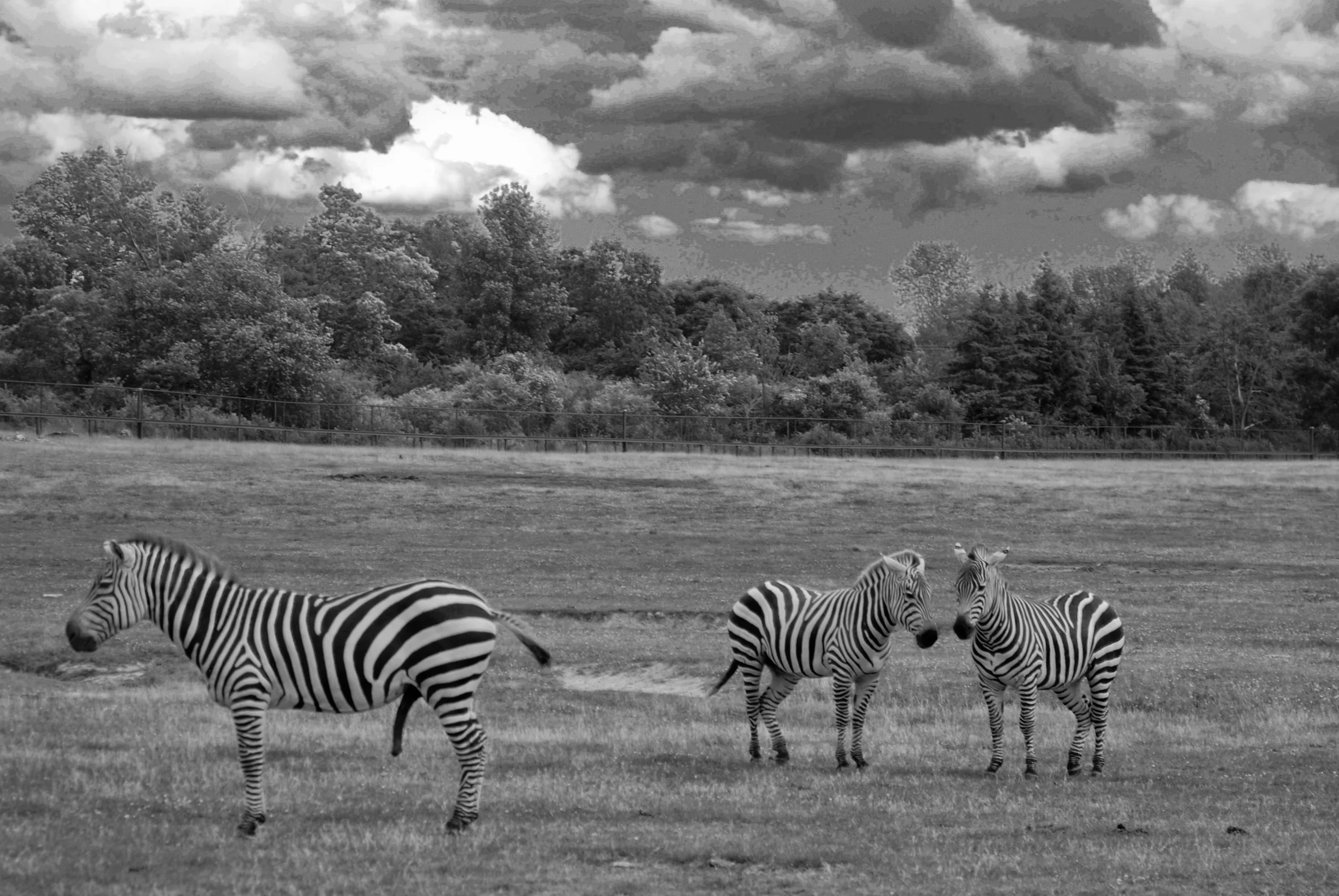 AfricanLionSafari_20090712_214.jpg