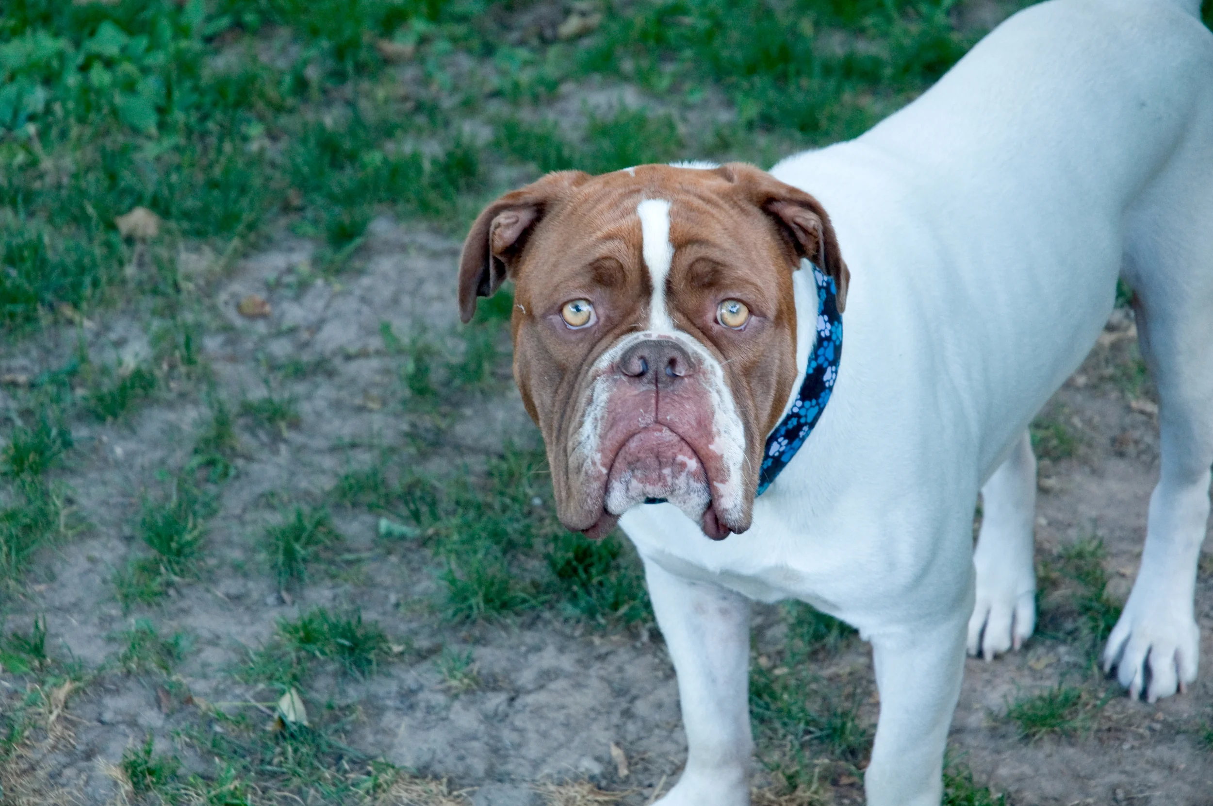 Gordon_Dogs_5145.jpg