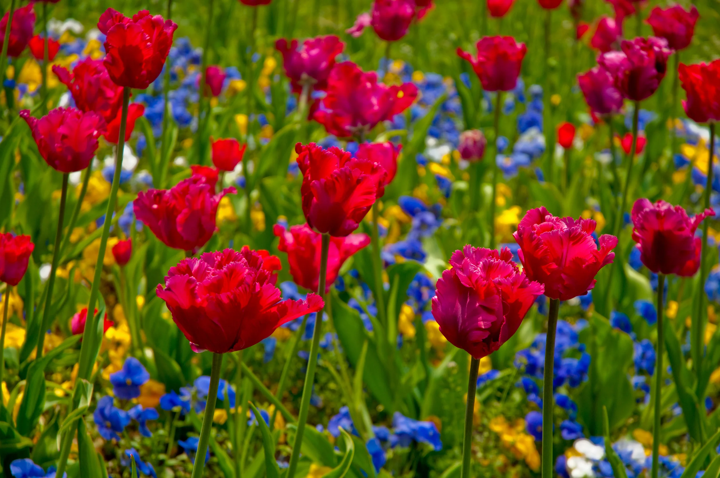 TheVermeerJump_Floral_20100507 (1).jpg