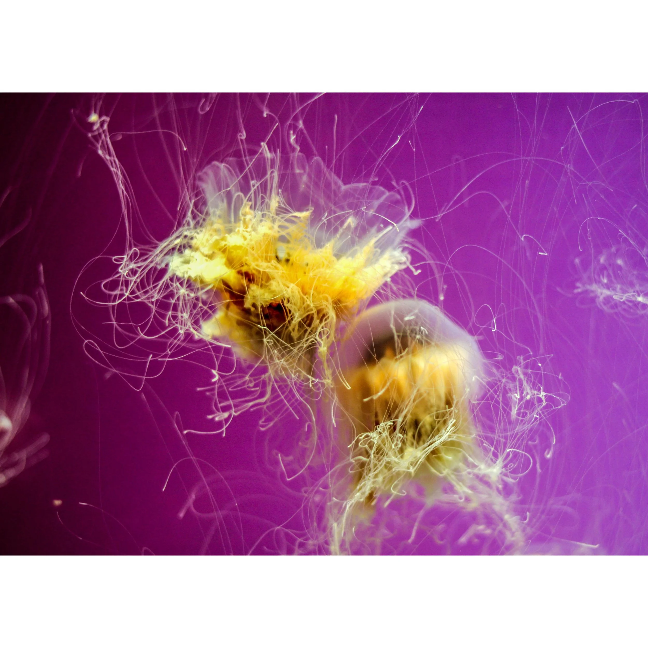 Shedd Aquarium - Chicago, IL, - July 2013