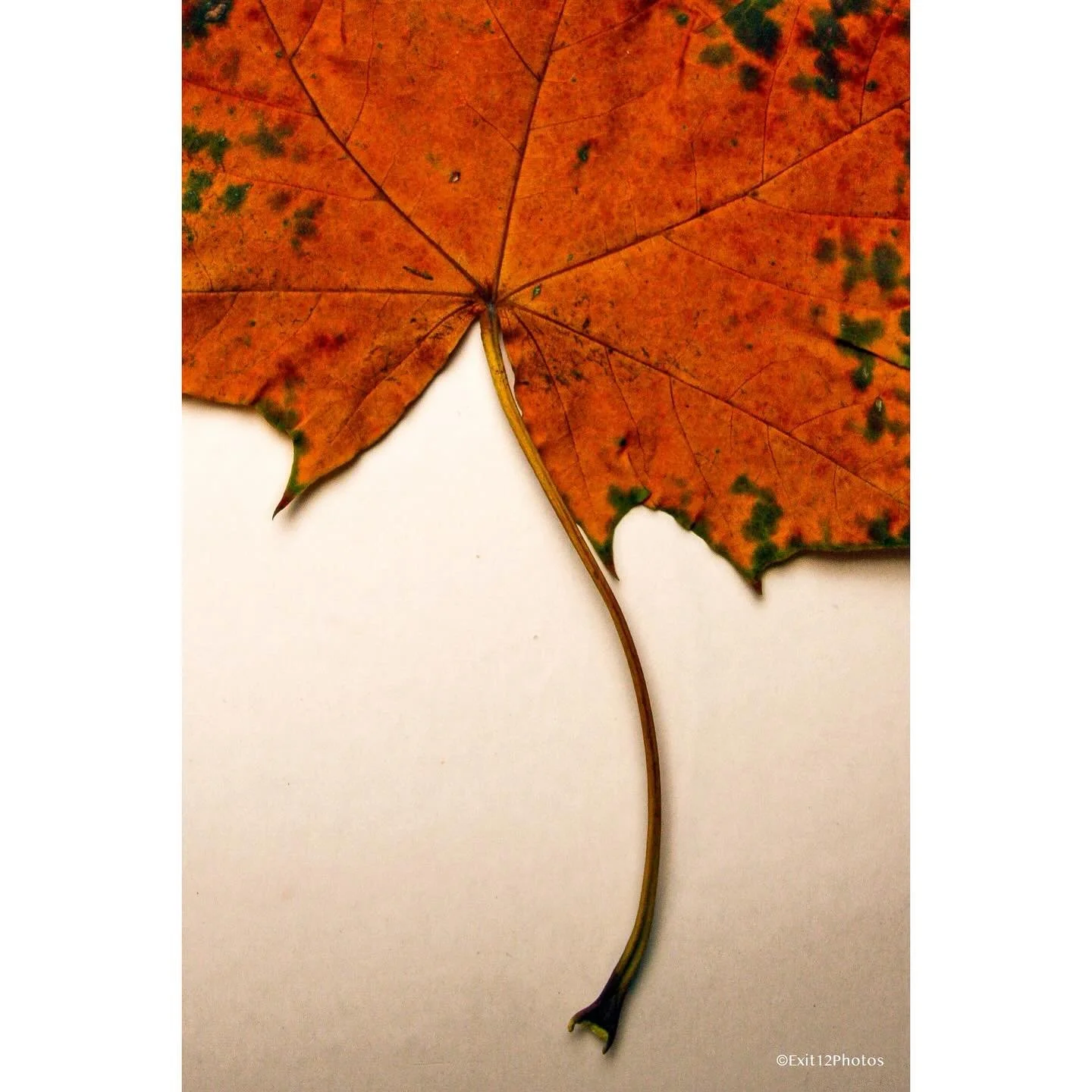 Like a leaf on the wind