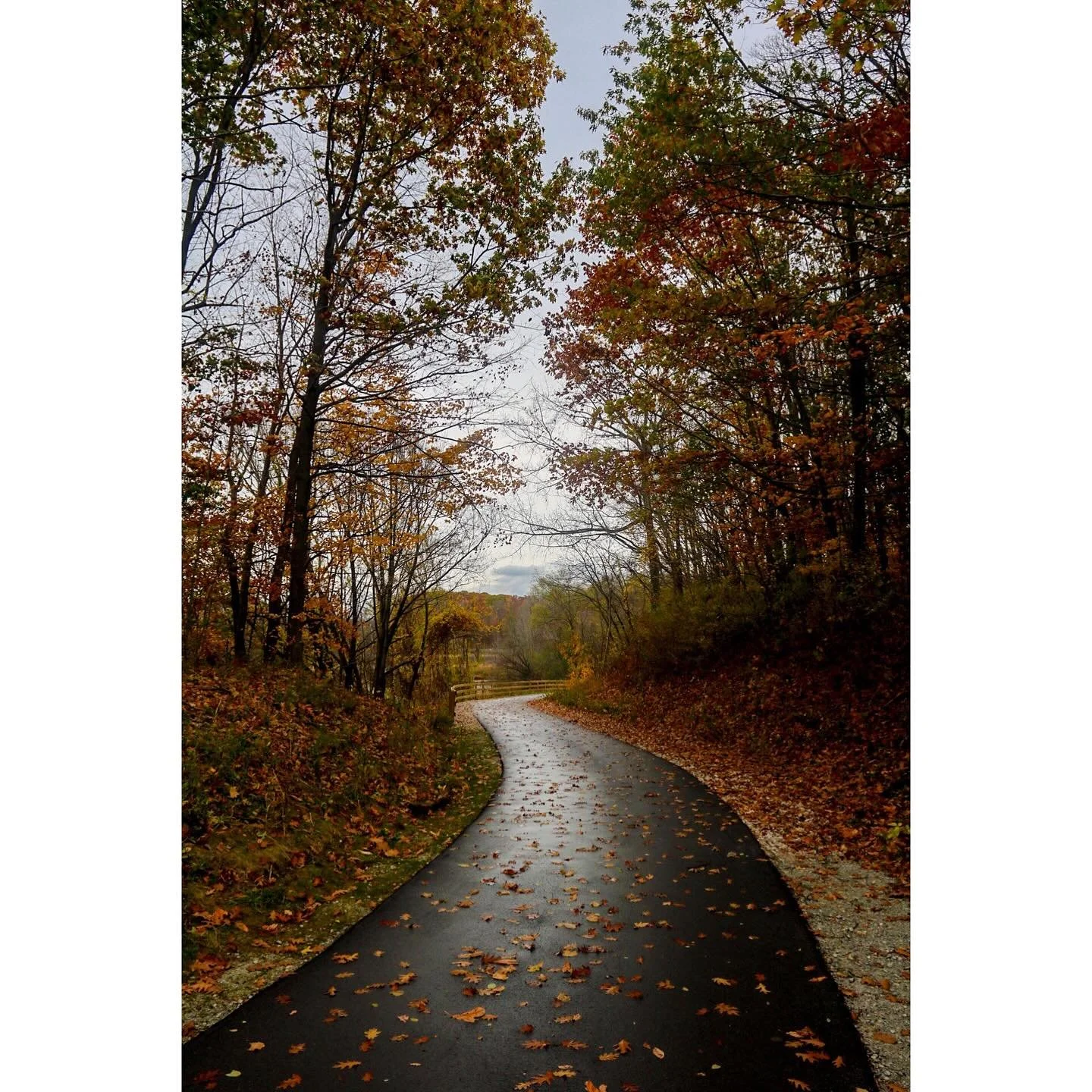 Walkies in the woods - South Haven, MI