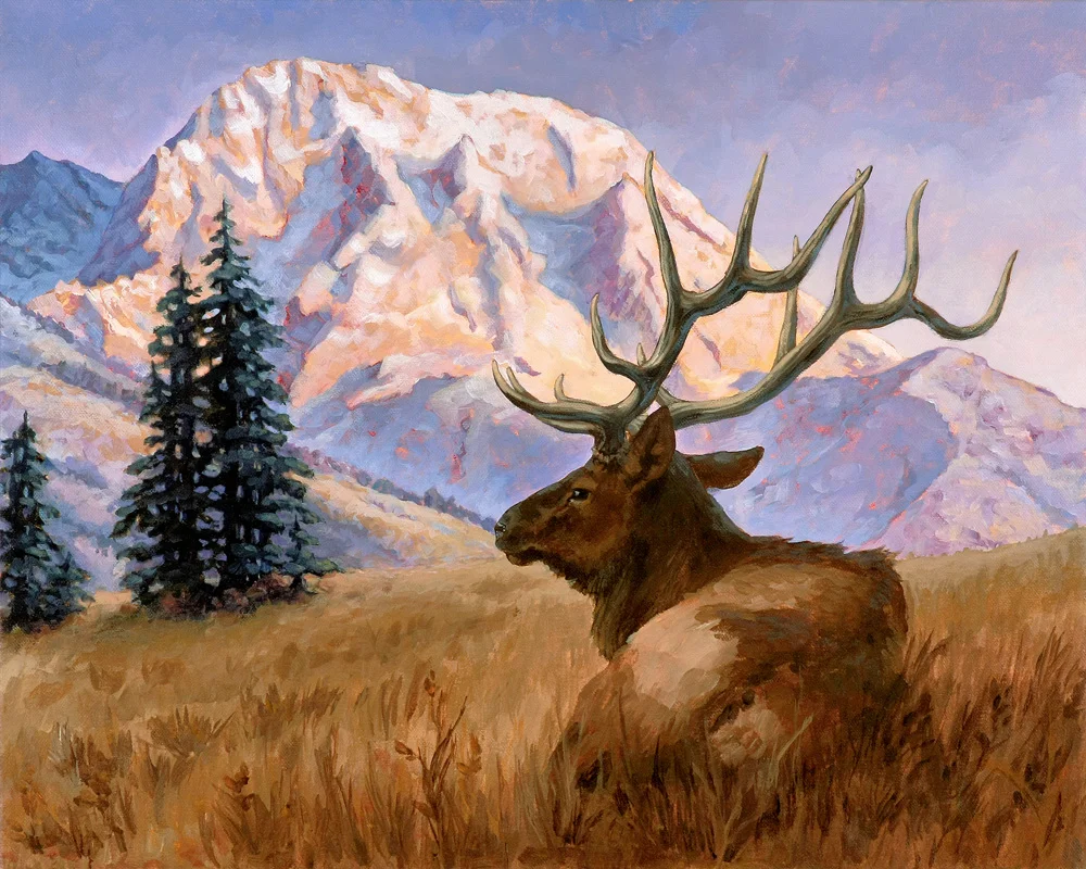 Teton Elk Repose at Sunset