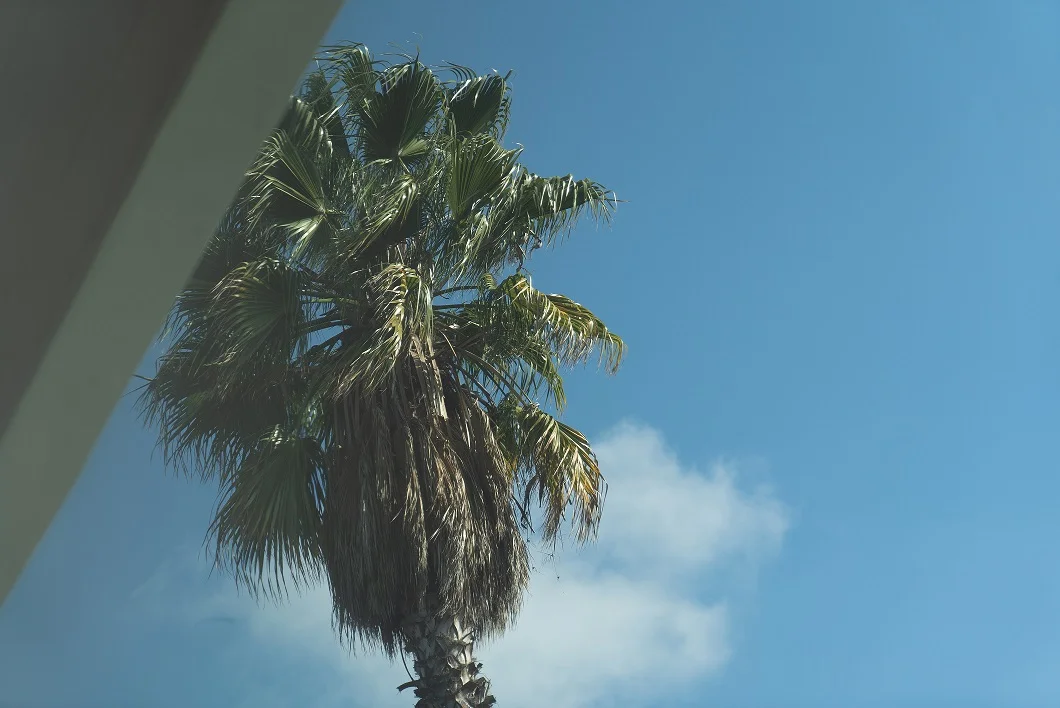 Palm tree Cali.jpg