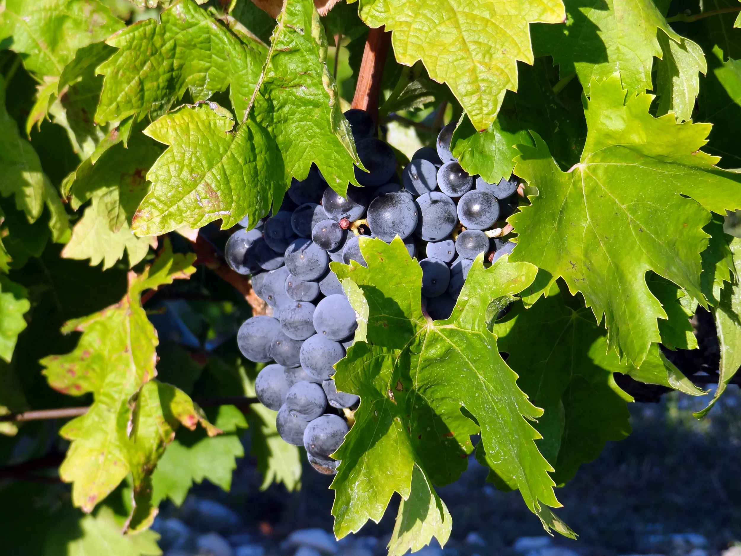 HPM_Wein_322.jpg