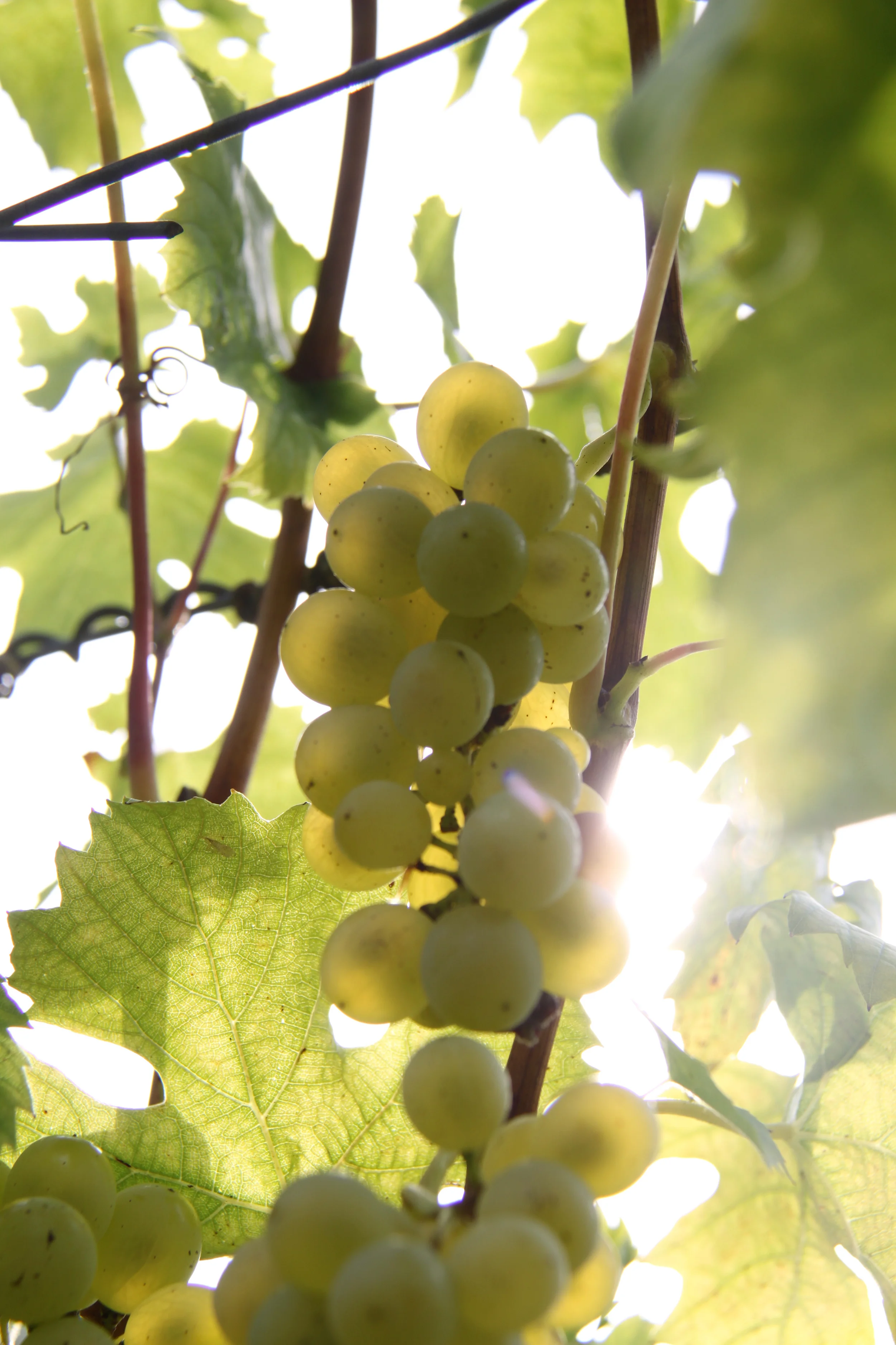 HPM_Wein_4794.jpg