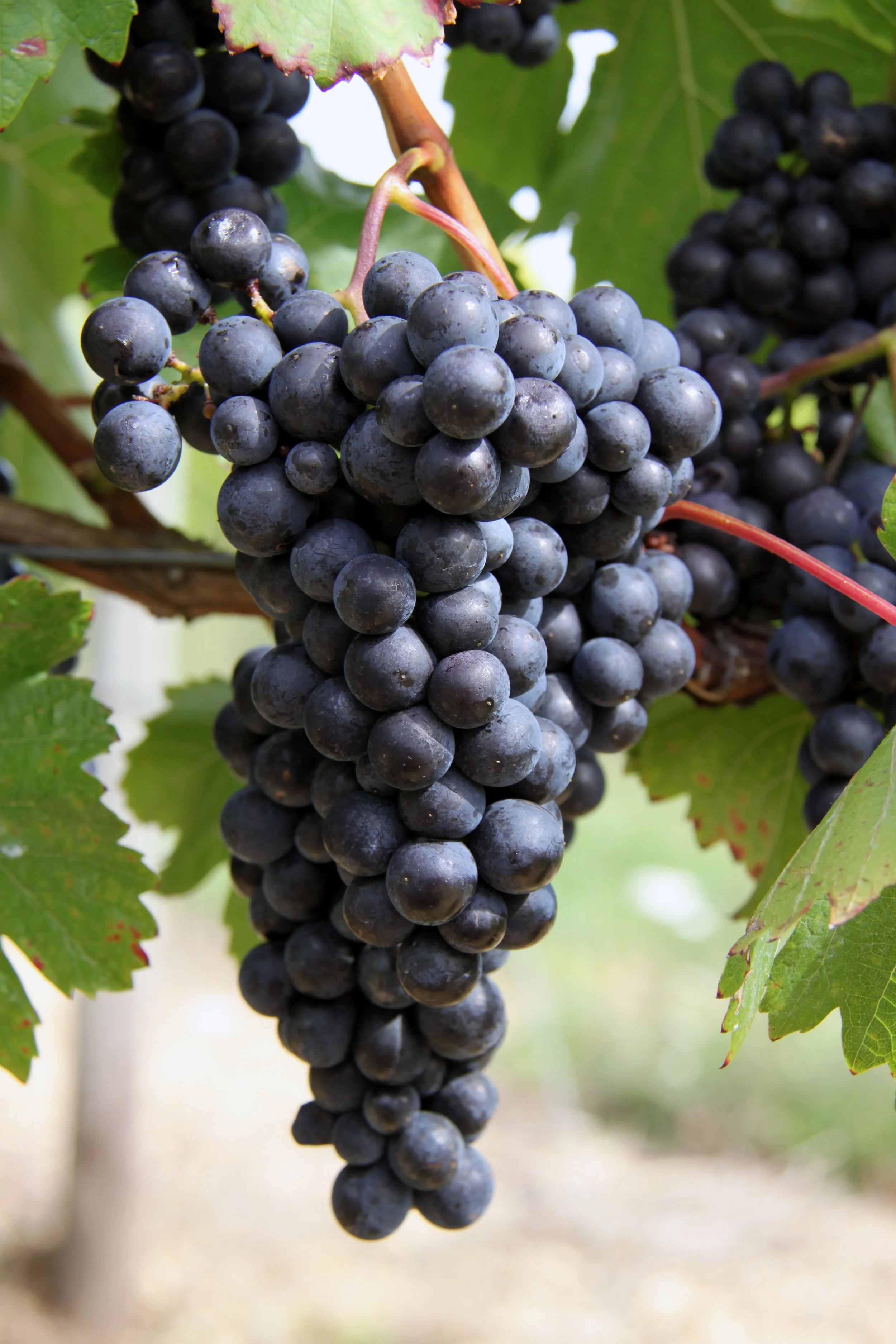 HPM_Wein_4696.jpg
