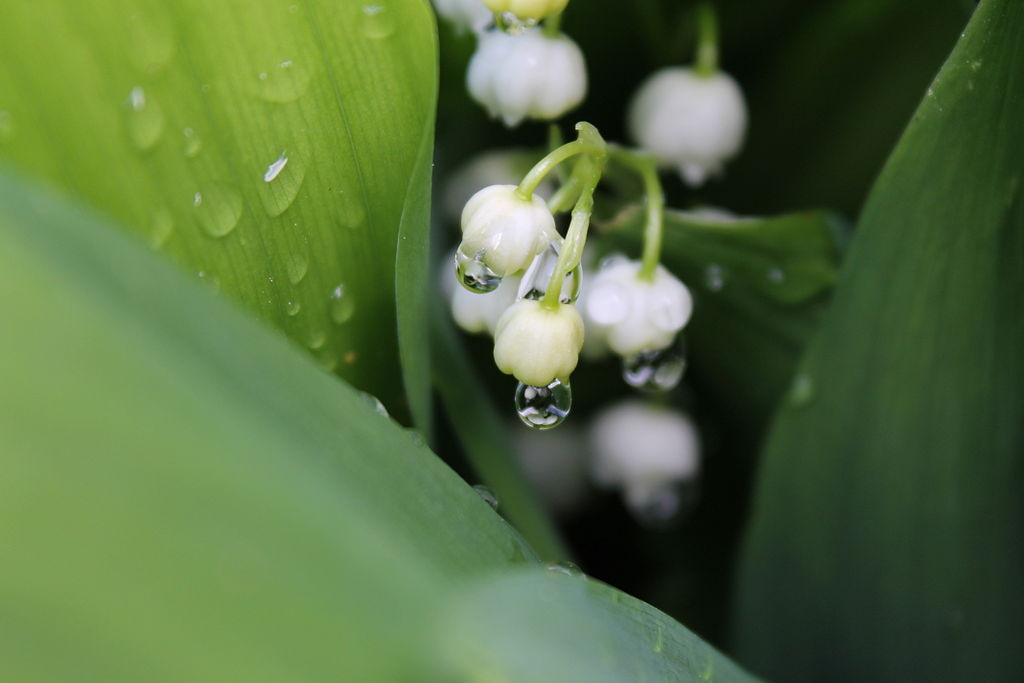 "Lily of the Valley with Waterdrops