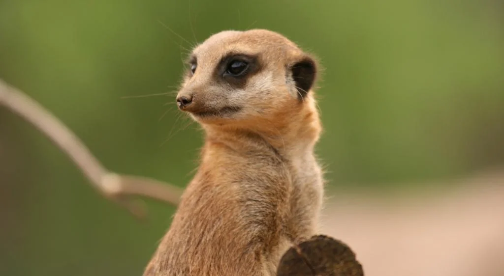 Someone I met at Chester Zoo and the reason I missed MAB a couple of weeks back.