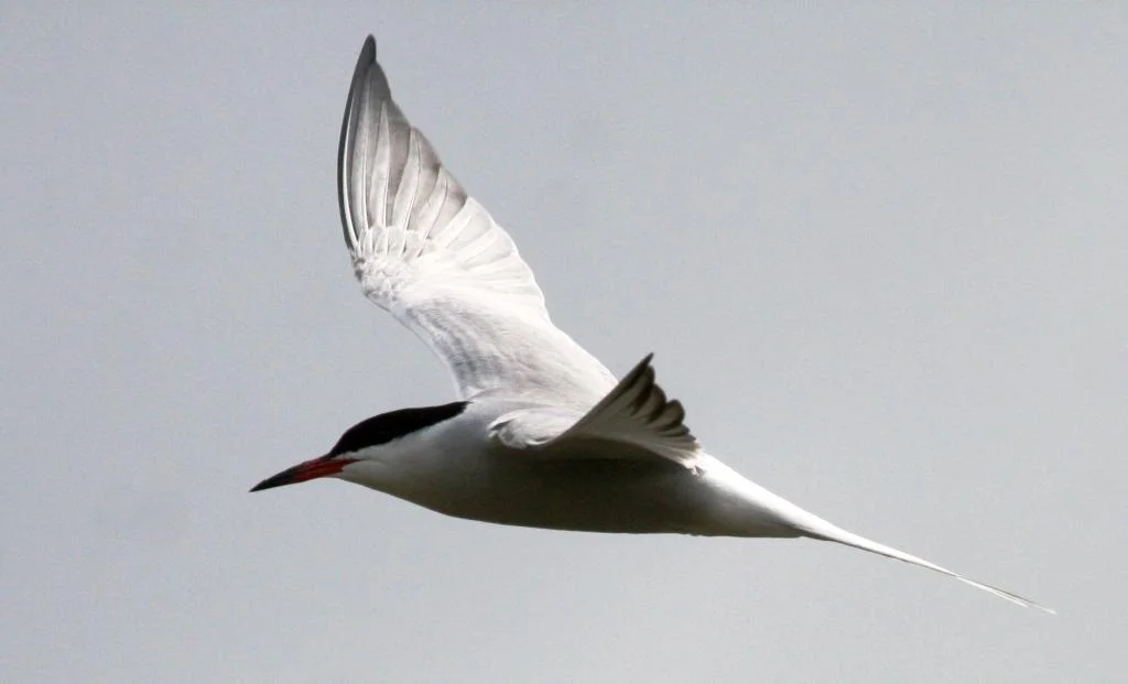 Common Tern taken at Elmley on Saturday