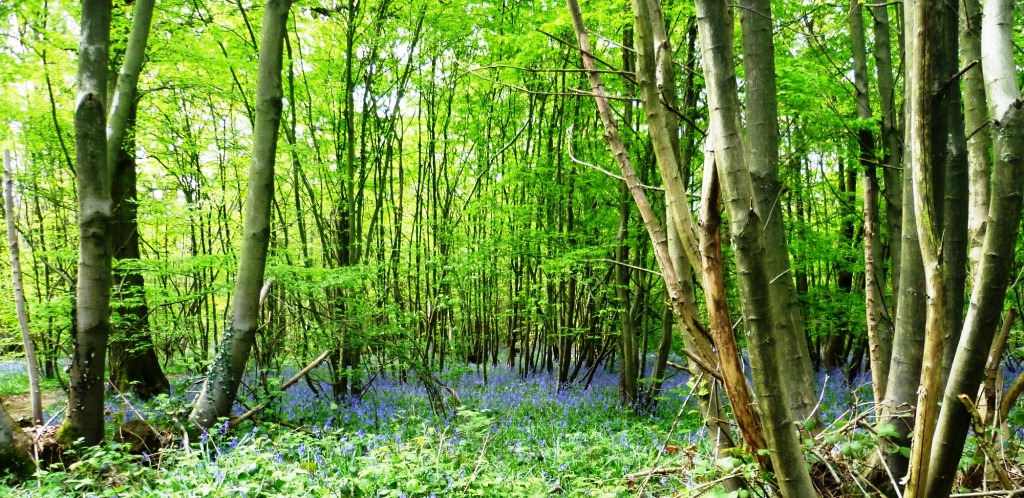 A wonderful carpet of bluebells (badly photographed here) just a little sample of what the woodlands are currently offering