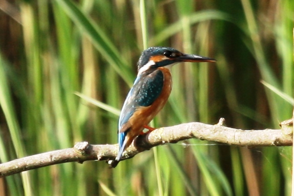 Kingfisher - a heavily cropped picture as it was at a distance