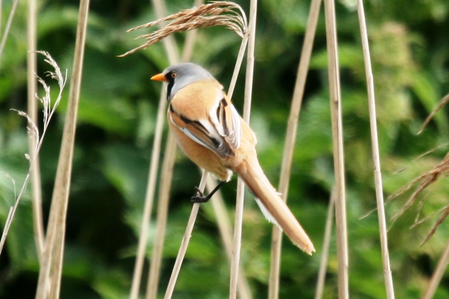 A rare spot in Kent (though they have appeared at Oare Marshes on the odd occasion), a Bearded Reedling (aka Bearded Tit), it is a gorgeous bird.