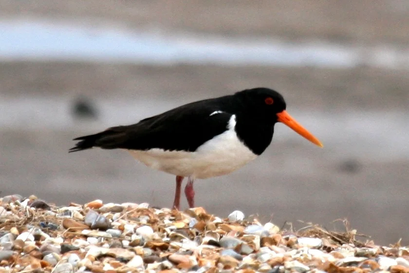 A Common bird on the Medway is an Oystercatcher (this one was at Snettisham Marshes)