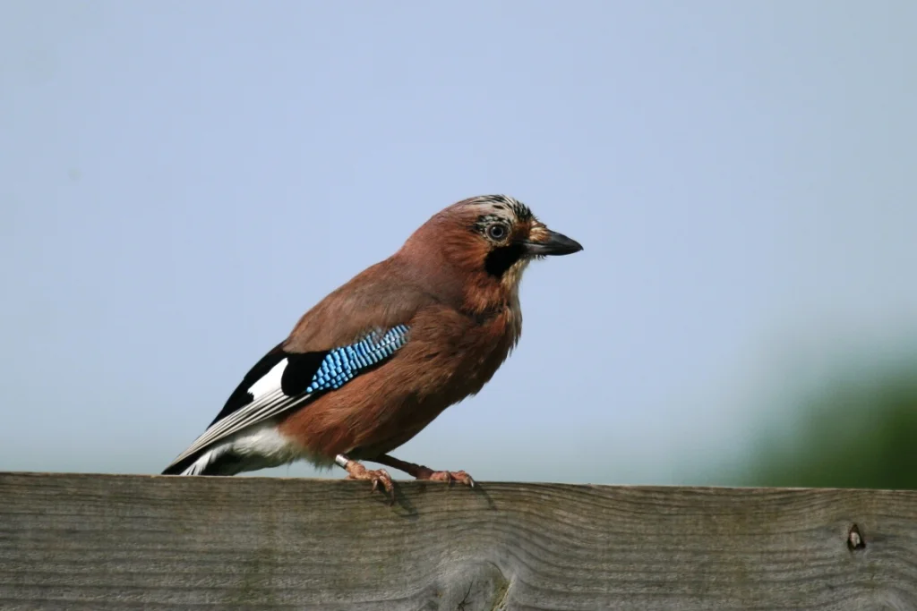 Probably one we all know the Jay is the prettiest of our Corvids (Crows)