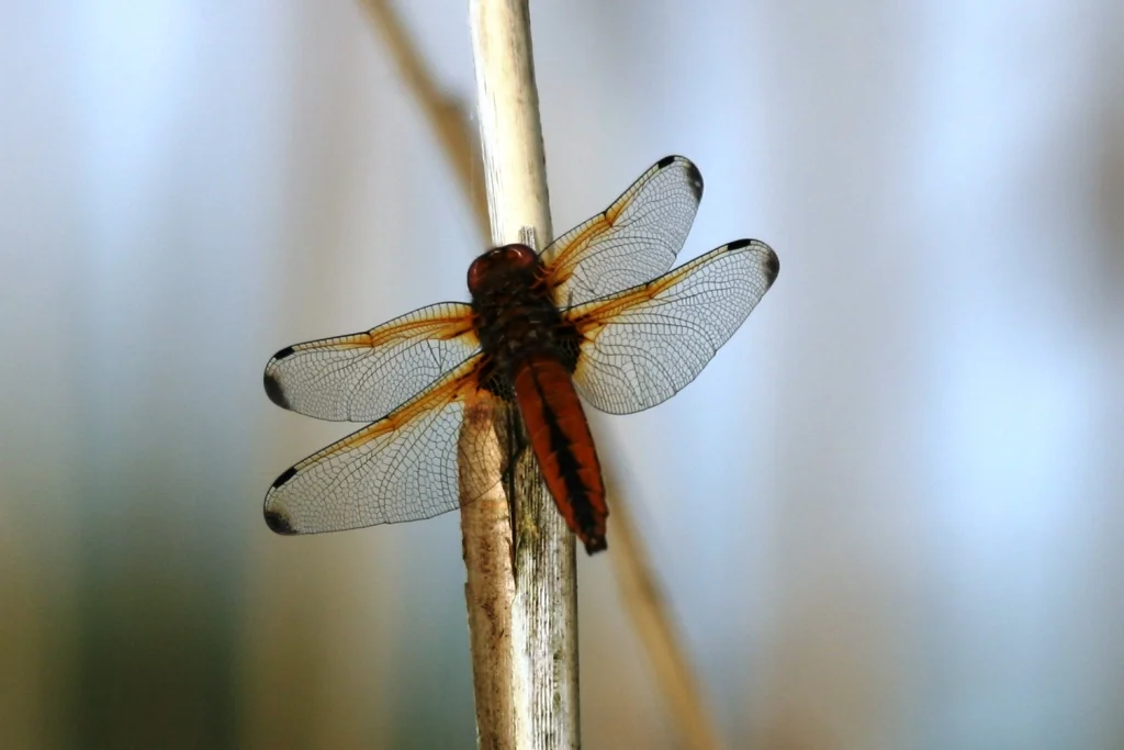 There are 52 different species of Dragonfly and Damselfly shown on the British Dragonfly Society website, this Dragonfly is a Scarce Chaser.