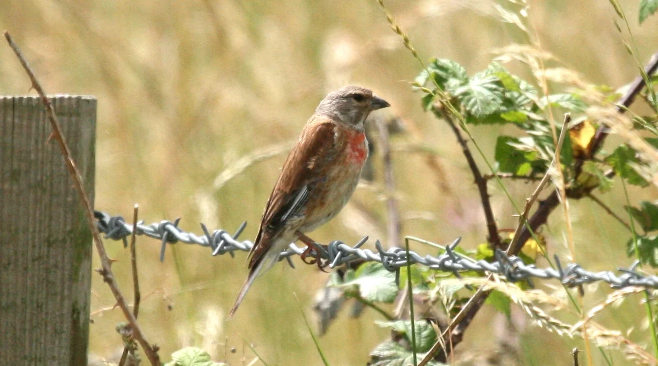 A Linnet at Oare Marshes