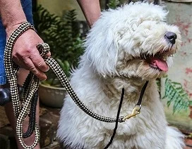 The Dog Leash