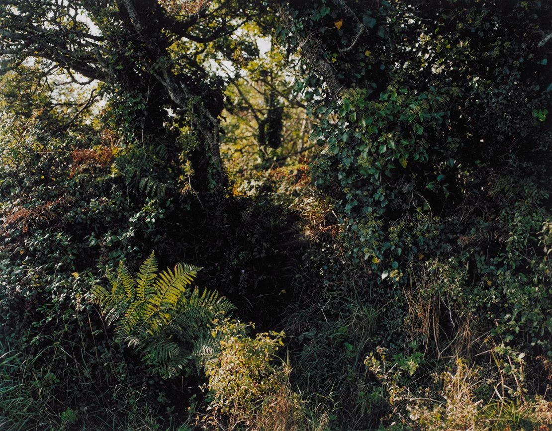 Cornish pathway series