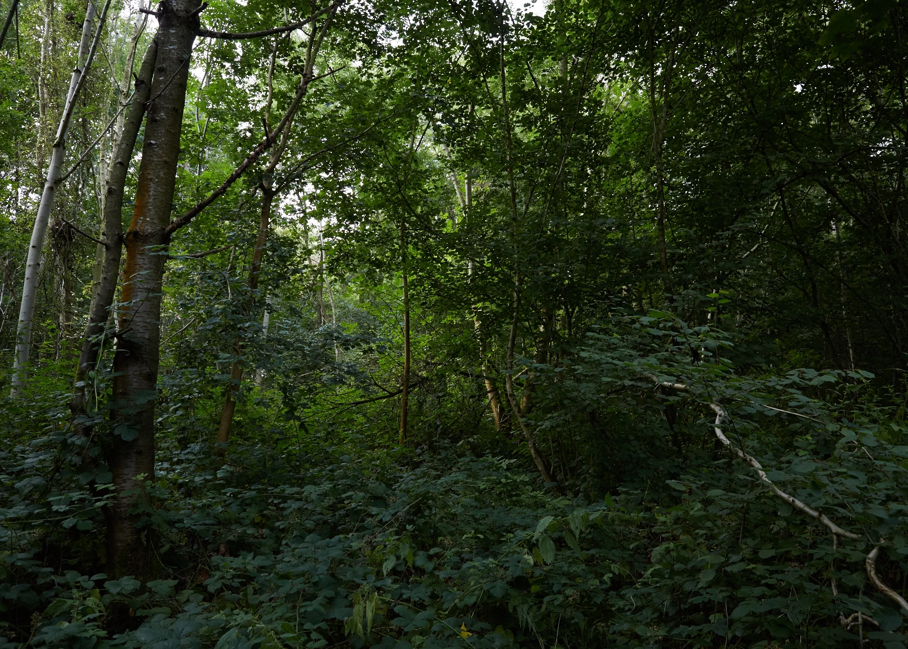 20150903_Barn_the_Spoon_woods_054_Patricia_Niven.jpg