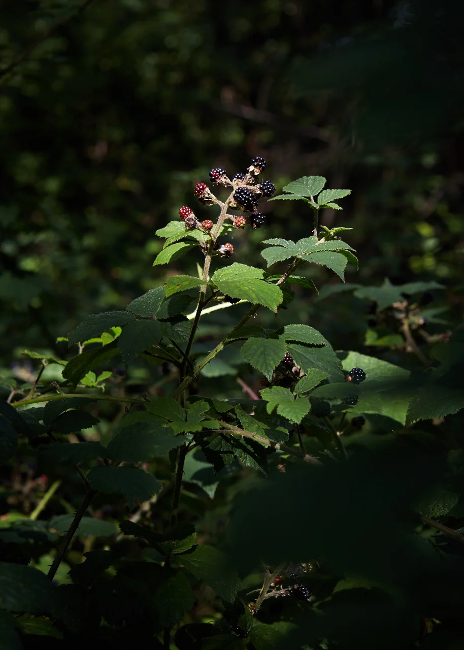 20150904_Barn_the_Spoon_woods_560_Patricia_Niven.jpg