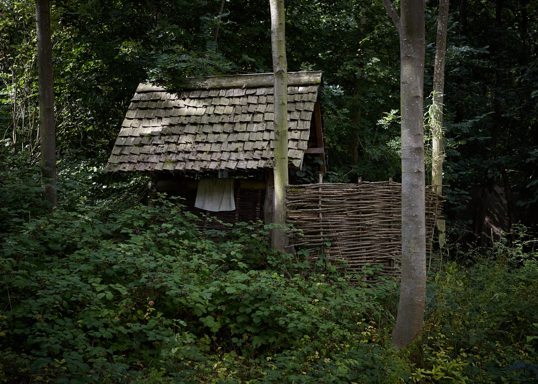 20150904_Barn_the_Spoon_woods_595_Patricia_Niven.jpg