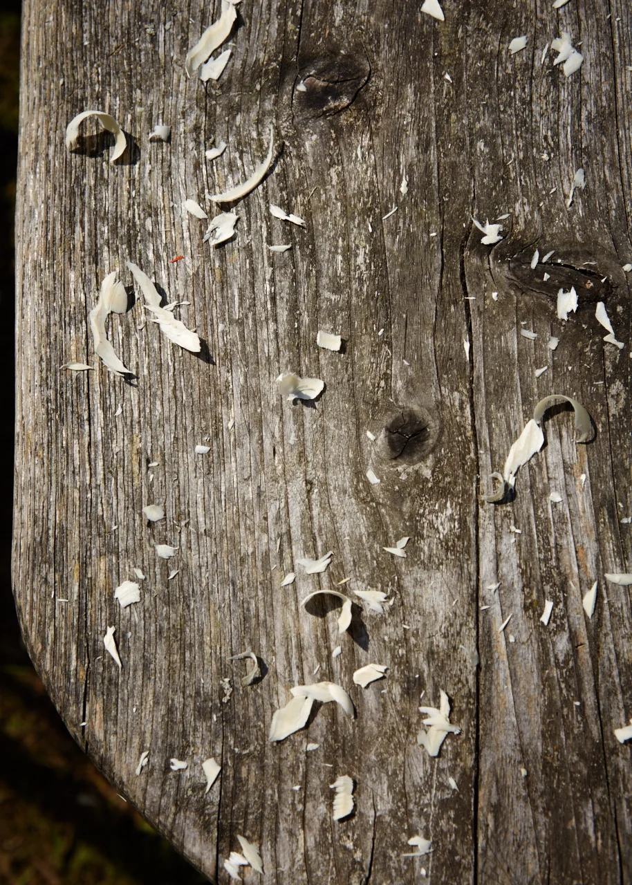 20150904_Barn_the_Spoon_woods_652_Patricia_Niven.jpg