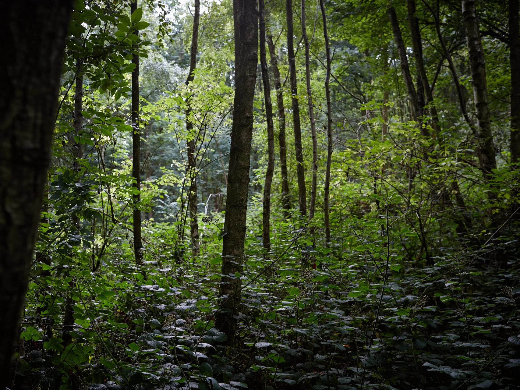 20150903_Barn_the_Spoon_woods_061_Patricia_Niven.jpg