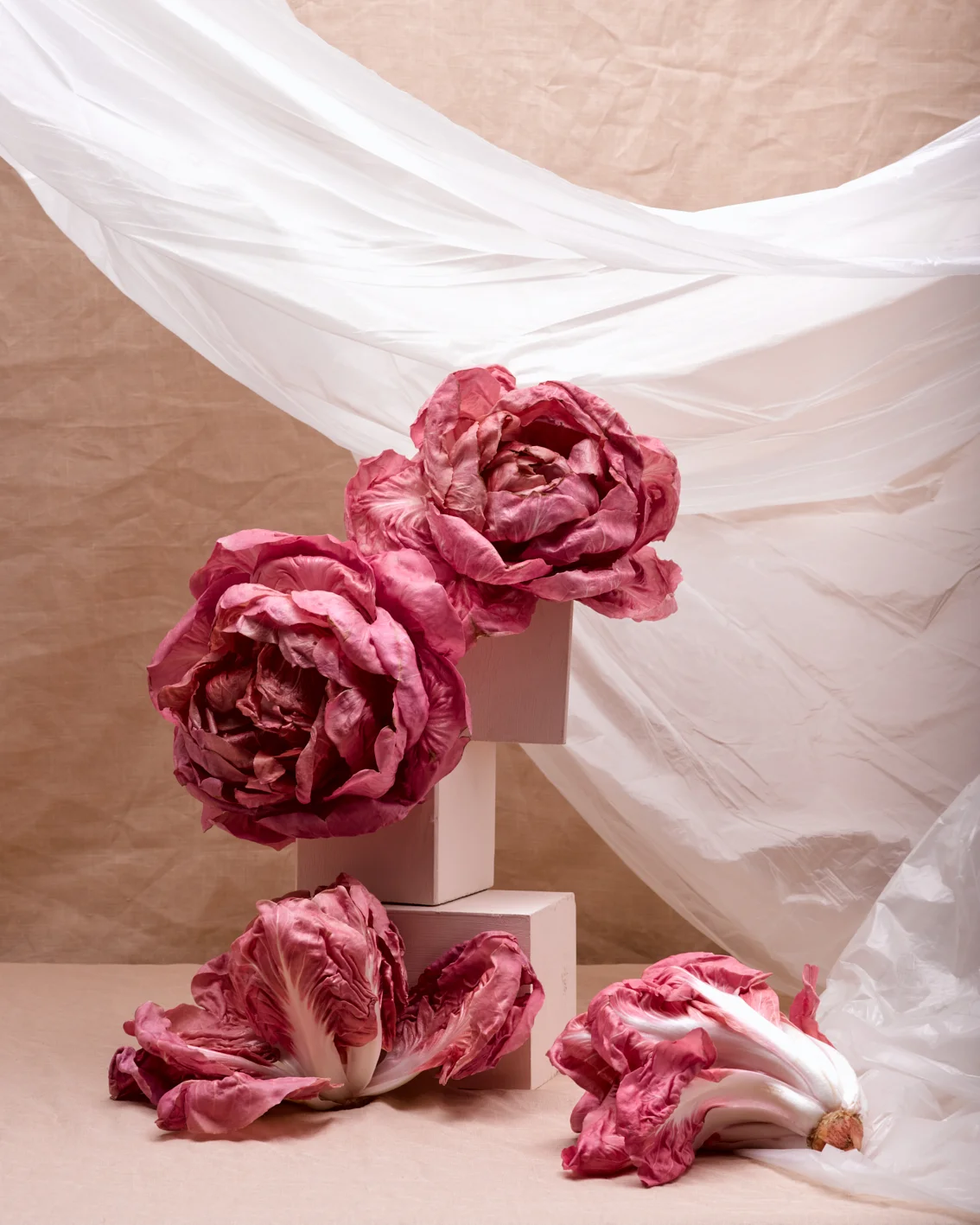 Radicchio & Roses | art director: Olivia Bennett