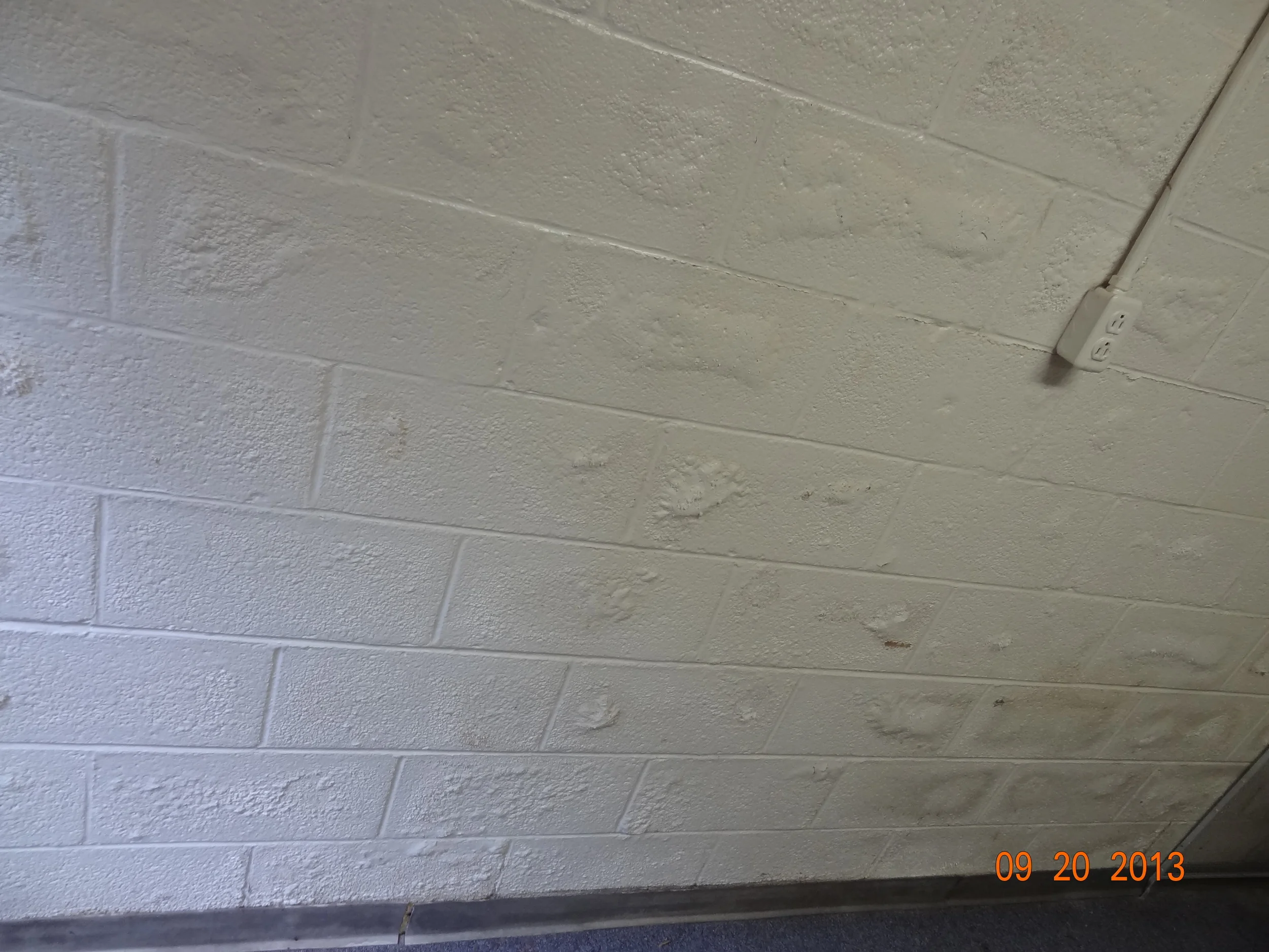 Basement wall showing paint bubble from moisture intrusion