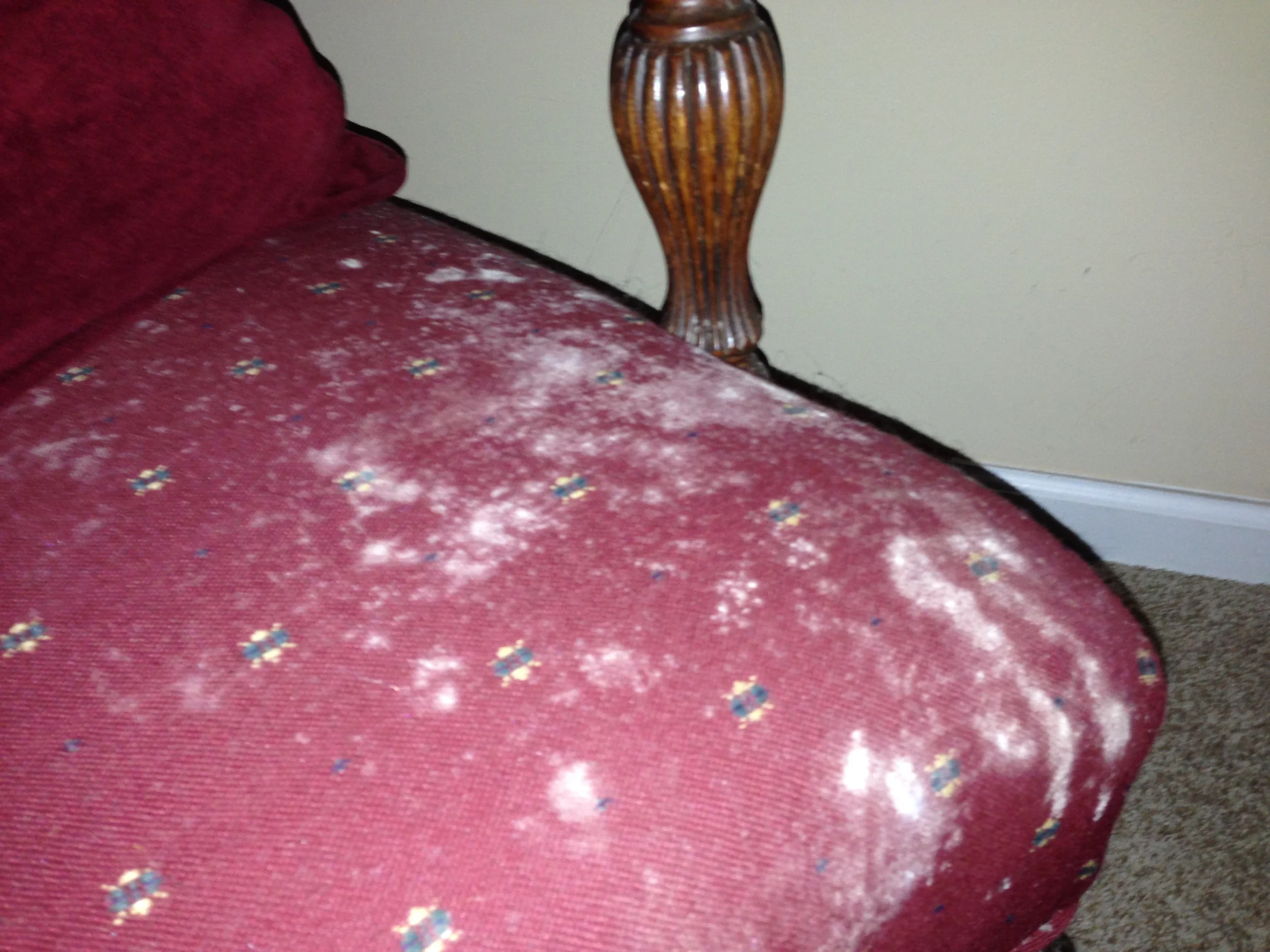 Moldy Chair