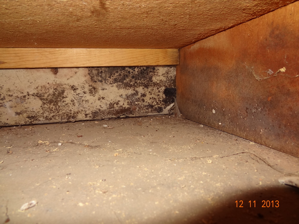 Environmental Services Group Inas Llc, Mold Under Kitchen Cabinets