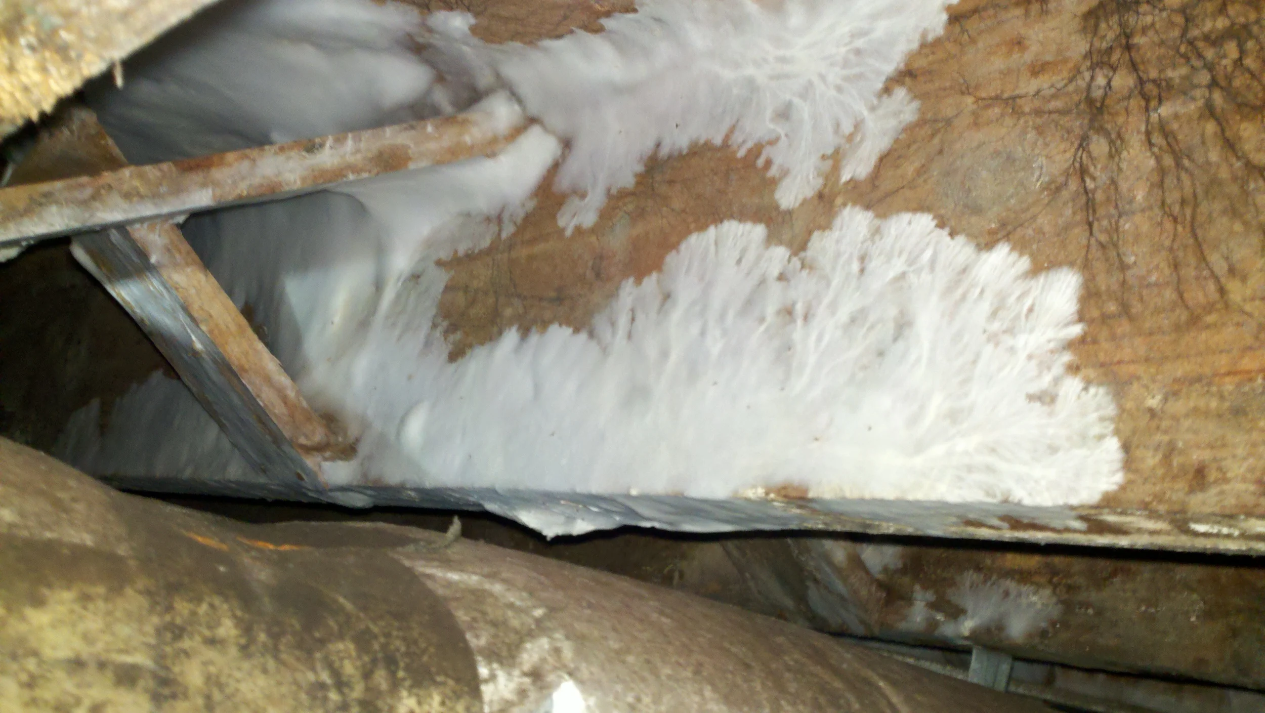 Crawlspace Mold Growth from Water Heater Leak