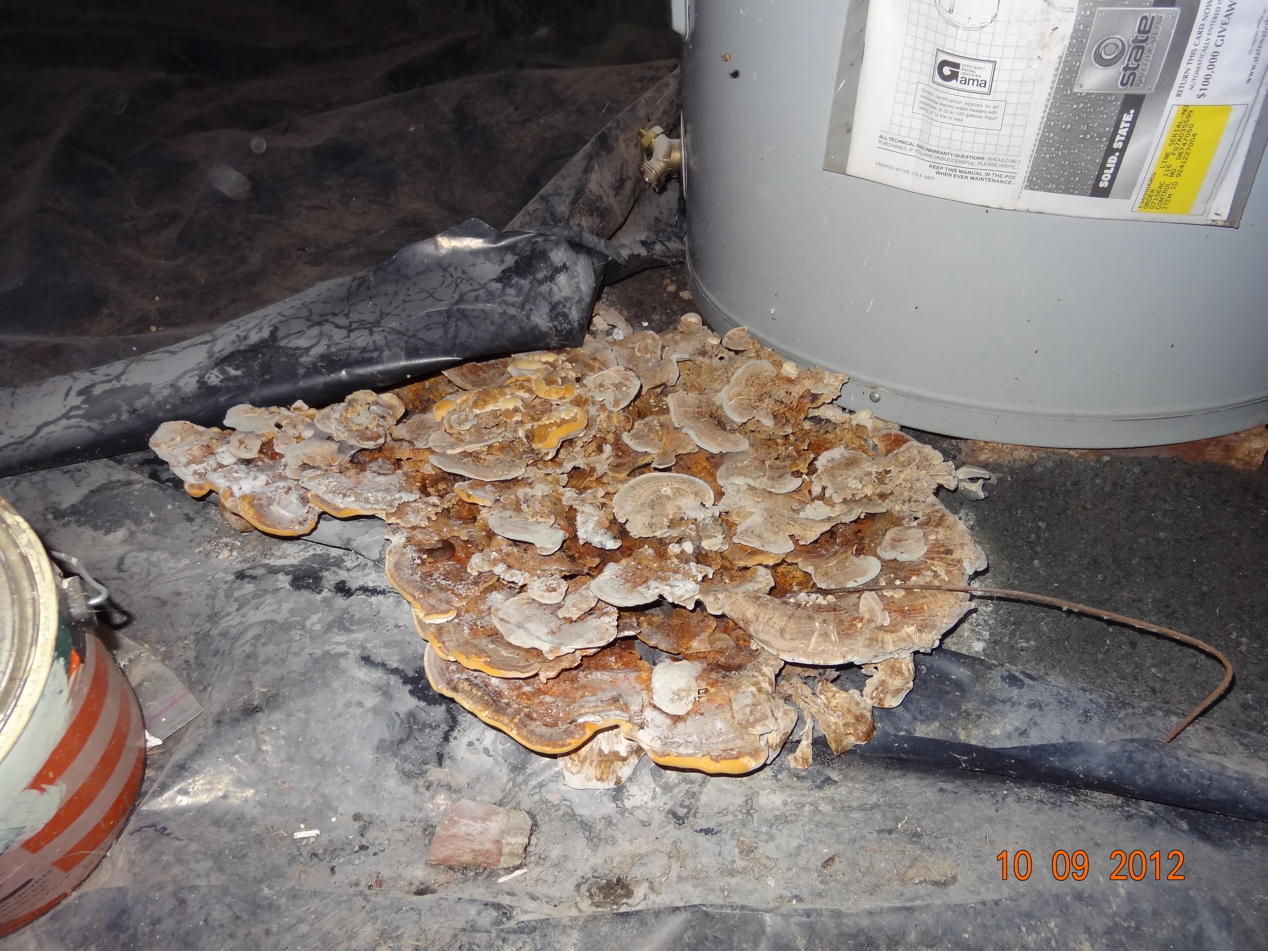 Mushrooms in Crawlspace