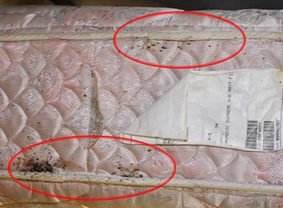 Bed Bugs? Is the Treatment WORSE than the bugs?