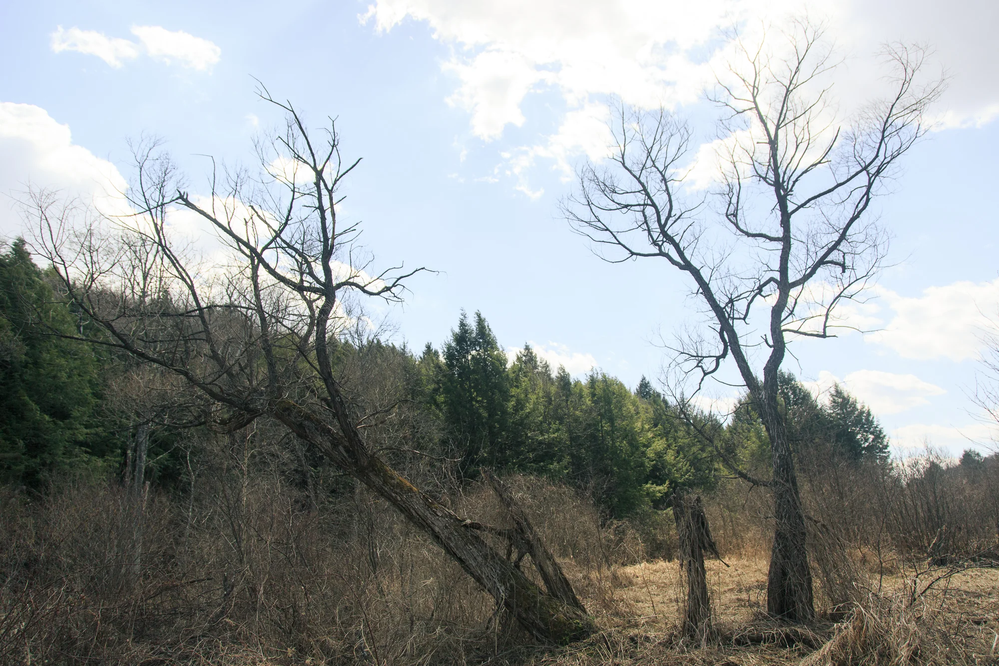 saltSprings-020.jpg