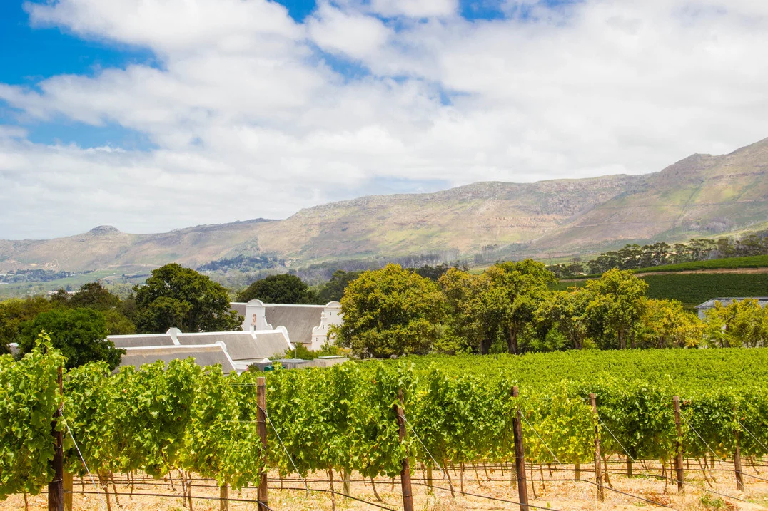 The beautiful green vineyards at Groot Constantia copy.jpg