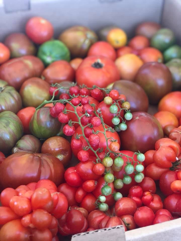Sunday Asado Farm Tomatoes.jpg