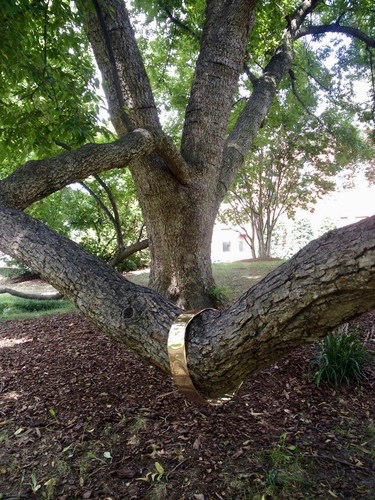 Gold Ring on Tree Finger