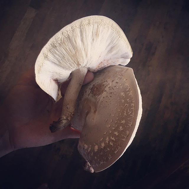 First mushrooms growing on my inoculated shitake log! Wasn't sure I was growing them right, then suddenly here they are. 😀🍄 #shitakemushrooms