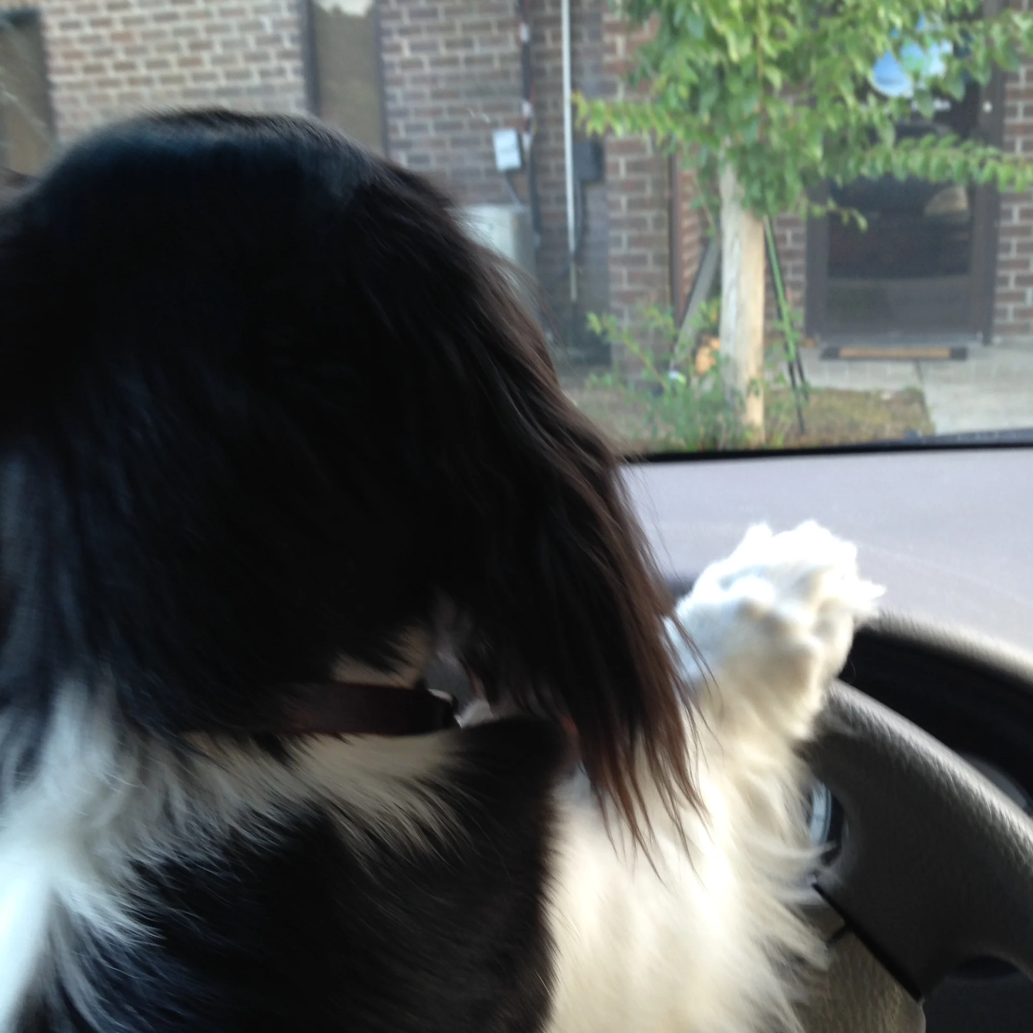 Rex, who didn't really drive and very much likes my Simple Knitting Tip: Don't gripe!